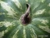 watermelon.jpg