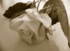 flower2.jpg