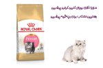 مزایا غذای رویال کنین کیتن پرشین | بهترین انتخاب برای بچهگربه پرشین مزایا غذای رویال کنین کیتن پرشین | بهترین انتخاب برای بچهگربه پرشین
