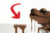 eshkal.gif