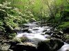 1171489600_middle_prong_river_and_dogwoods_great_smoky_mountains_tennessee.jpg