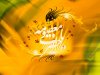Hazrate-Masoume-S-A-zard-2.jpg