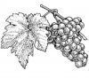 grapes.jpg