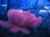 Unknown001831-low.jpg