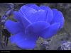 Unknown001830.jpg
