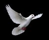 pigeon1.jpg