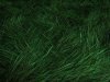grass1.jpg