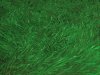 grass2.jpg