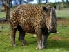 swapanimalskin.jpg