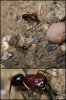 ant.jpg