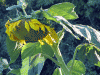 ghazijahan-025.gif