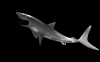 shark.png