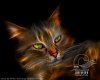 3D Cat 01.jpg