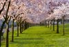 large_your-photos-spring-trees.jpg