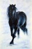 black-horse-roselyne-oneill1.jpg