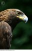 golden_eagles_face_aquila_chrysaetos_1829539.jpg