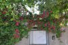 DSC_0730.jpg