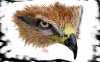my-eagle-wallpaper.jpg