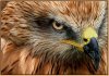 Eagle-original-size.jpg