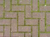 concrete_brick_moss_between_9181149.jpg