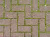 Copy of concrete_brick_moss_between_9181149.JPG