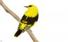 My-Golden-Bird-1440x900.jpg