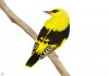 My-Golden-Bird-300dpi.jpg