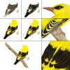 My-Golden-Bird-WIP.jpg