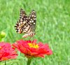 butterfly04.jpg