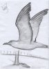 bird copy copy.jpg