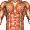 musculature_chest_abs.jpg