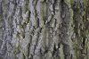 18wood_texture_big_0303_base.jpg