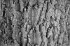 18wood_texture_big_0303Dis.jpg