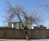 tree.jpg