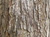 treebark04.jpg