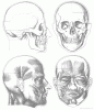 male-head-skull-muscle.GIF