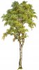 Silver_Birch_Tree.jpg