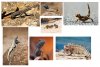 animals of the desert.jpg