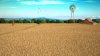 wheat-field.jpg