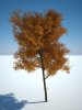 Tree_001.jpg