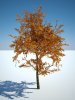 Tree_005.jpg