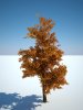 Tree_006.jpg