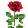 Rose_open_02.jpgfcecbfa1-e0a8-4b61-97a1-d5e6ad0bd5faLarger.jpg