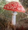 Mushroom_F.jpg