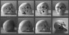 skull_reference_images_by_t_tiger-d3dypva.jpg