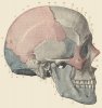 Morris_skull-lateralview.jpg