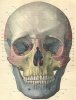 Morris_skull-frontalview.jpg