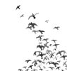 flying-birds-vector-403972.jpg