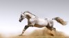White-Horse-horses-35203702-1920-1080.jpg