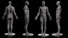 MaleAnatomy_B.jpg